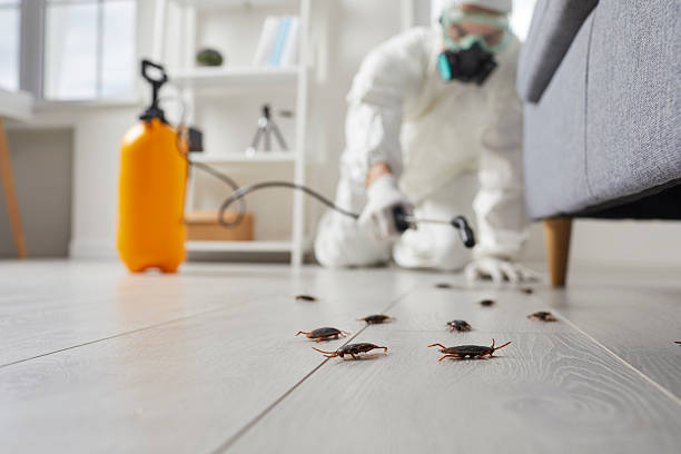 Post-Treatment Bed Bug Interceptor Monitoring in Lavon